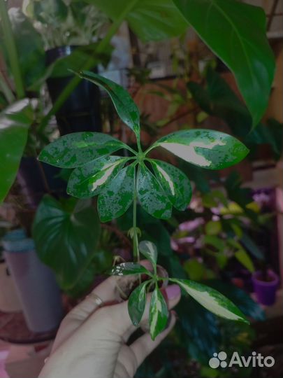 Шефлера вариегатная