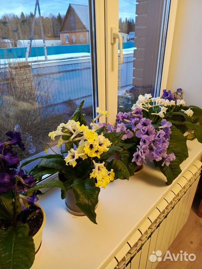 Стрептокарпусы почтой