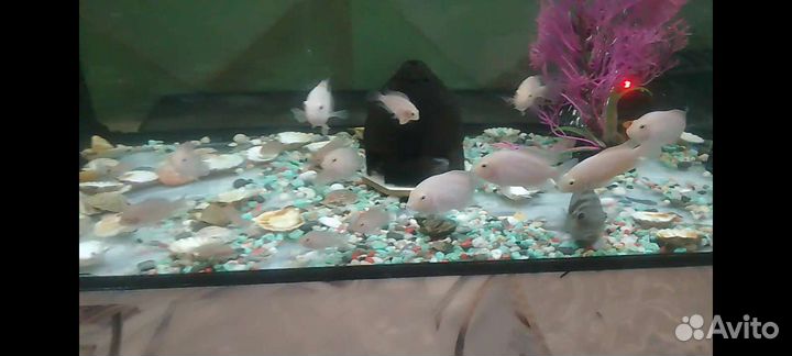Аквариумные рыбки