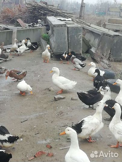 Гуси, утки на мясо