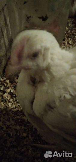 Куры бройлеры