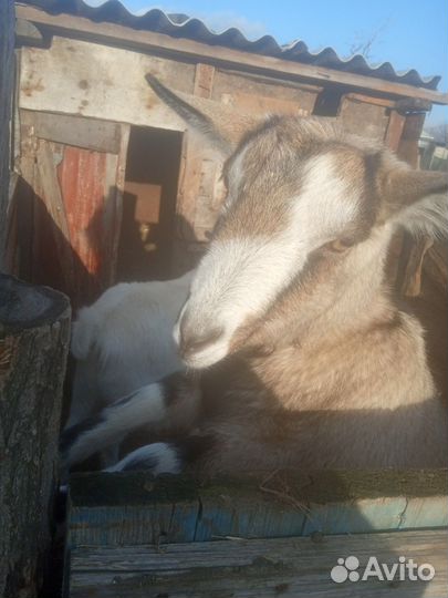 Продаются молодые козочки