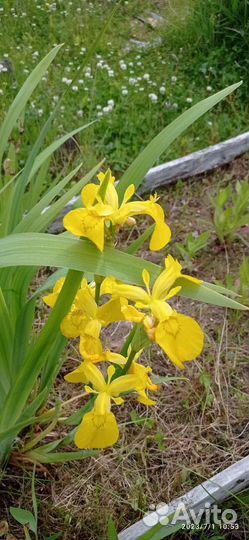 Ирис желтый