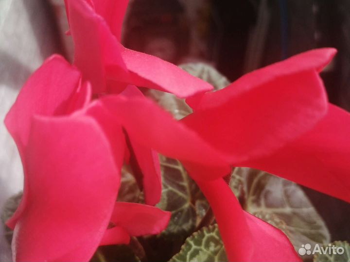 Цикламен красный персидские