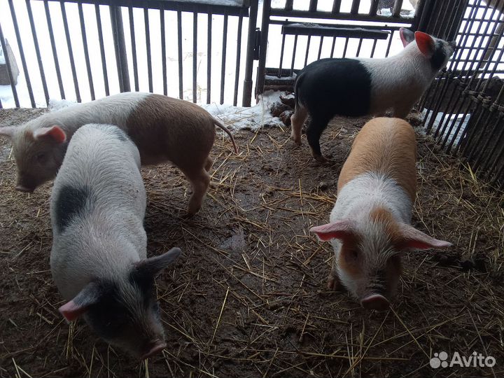 Домашние поросята