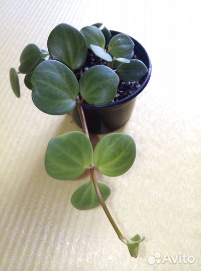 Пеперомия хоуп, церопегия вуду(2вида)