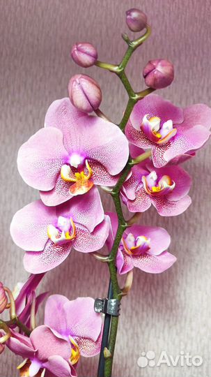 Орхидея