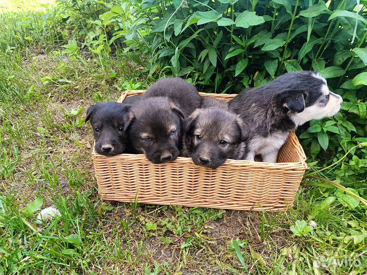 Щенки
