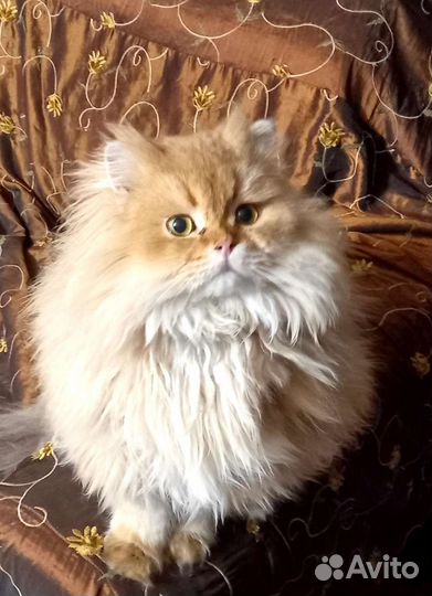 Вязка. Кот британский дш