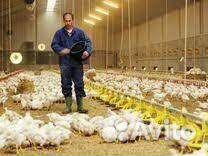 Разнорабочие на выращивание птицы вахта от 35 смен