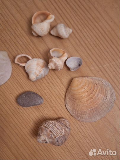 Морские камни и ракушки