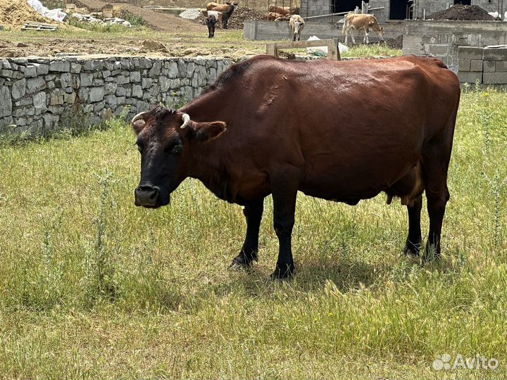 Коровы дойные телята