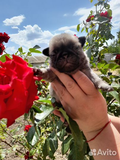 Щенки мопса