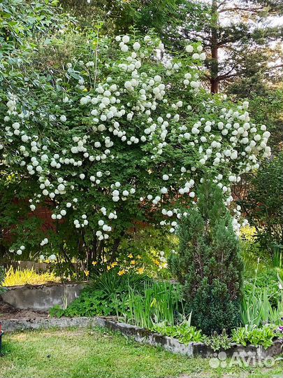 Саженец калины Бульданеж