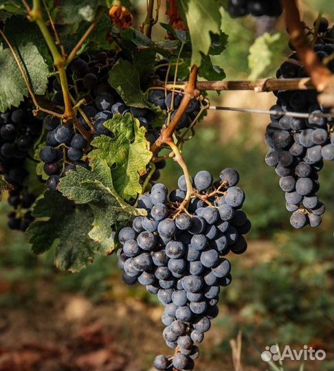 Виноград