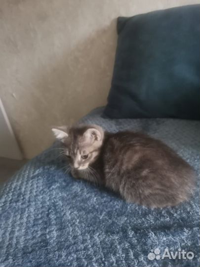 Кошка