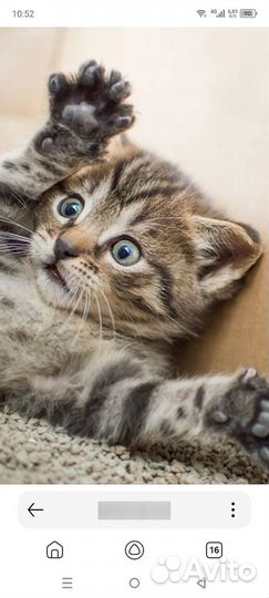 Котята в добрые руки