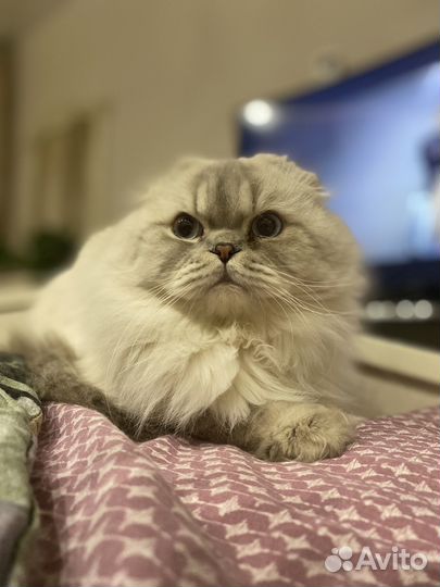 Шотландский кот вязка