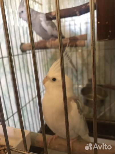 Попугаи кореллы пара