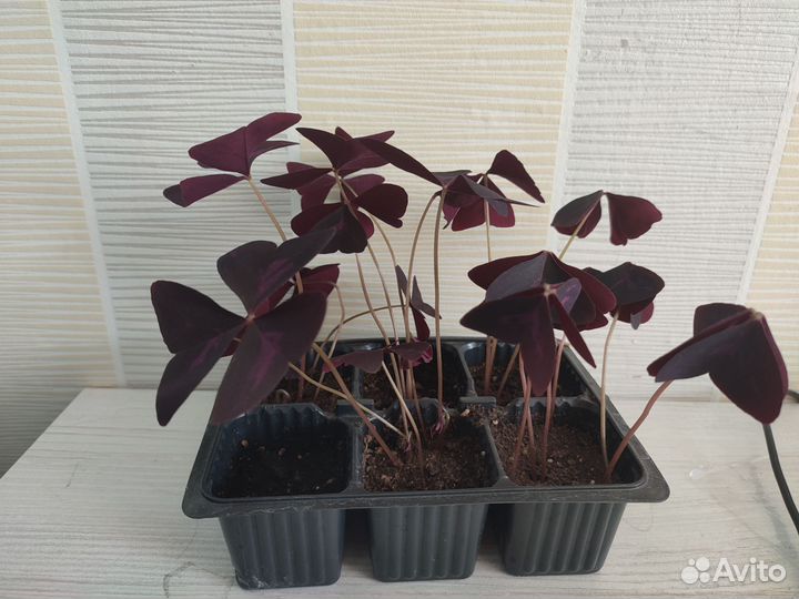 Кислица оксалис