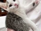 Котята порода турецкая, 2 месяца, приучены к лотку объявление продам