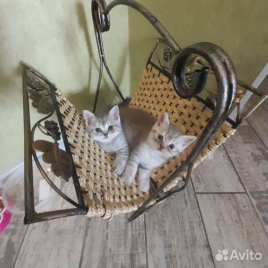 Шотландский прямоухий котик лиловый