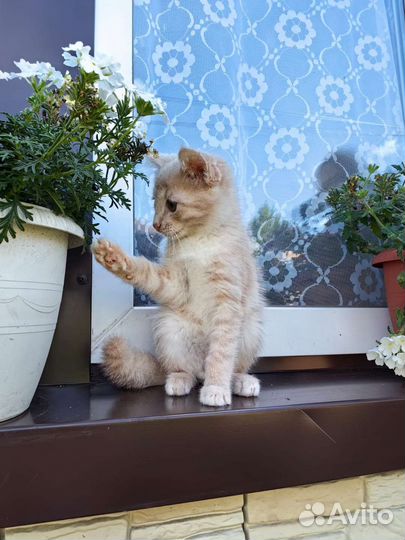 Котенок Персик ищет дом