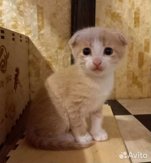 Вислоухие котята бесплатно