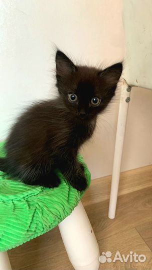 Отдам котёнка