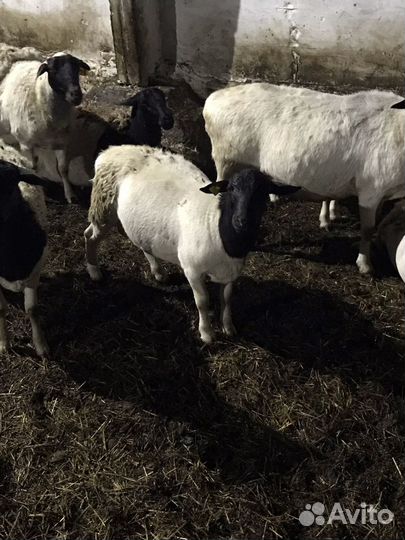 Бараны дорпер