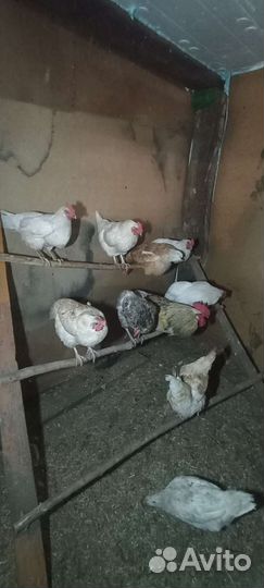 Куры петухи