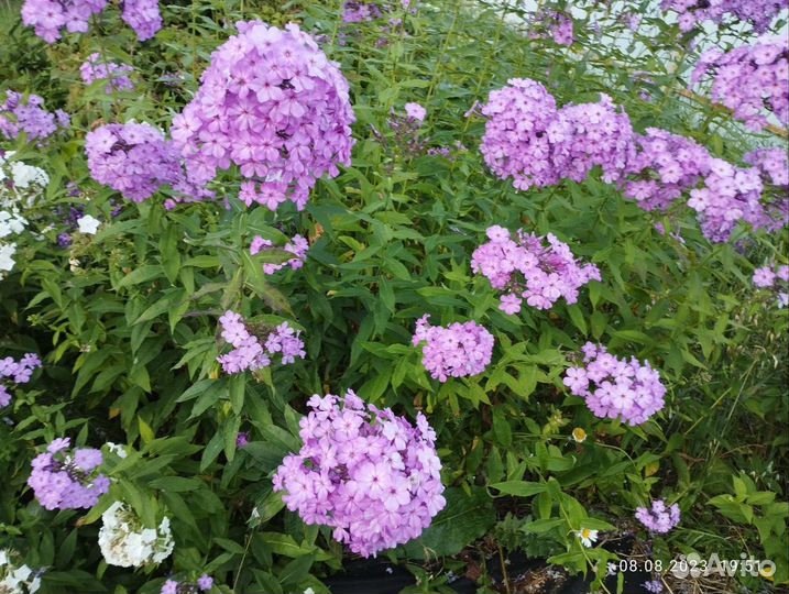 Флоксы многолетние