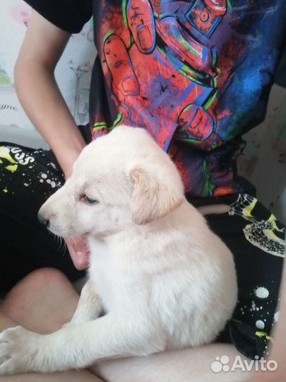 Отдам щенка в добрае руки