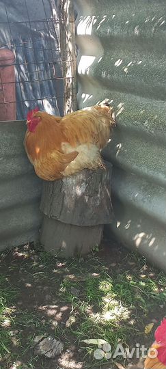 Яйца для инкубации