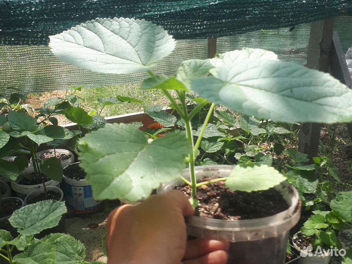 Саженцы павловния