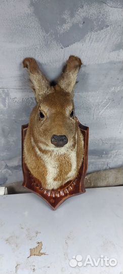 Чучела животных