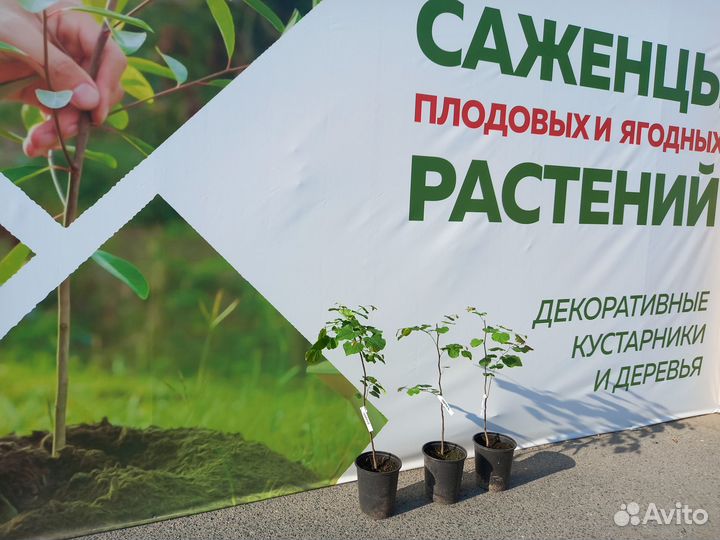 Растения на штамбе