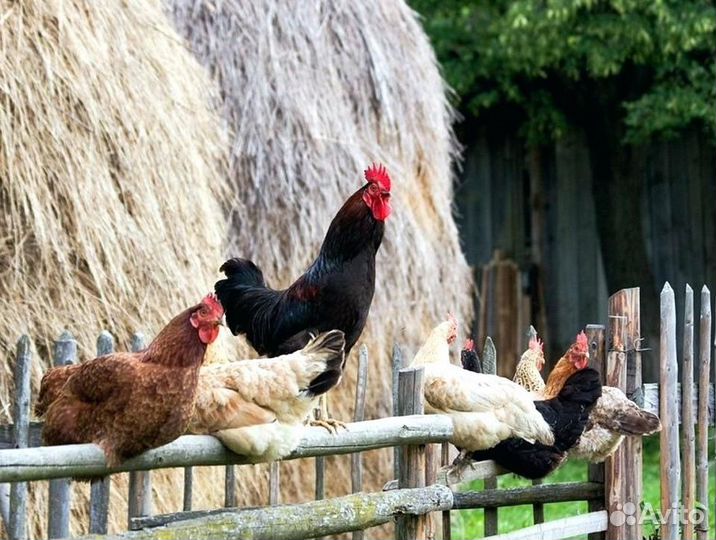 Куры-несушки-бройлер-утки-гуси