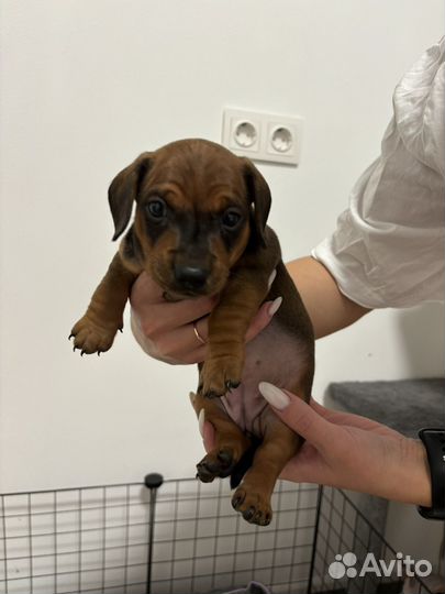 Кроличья такса (девочка)