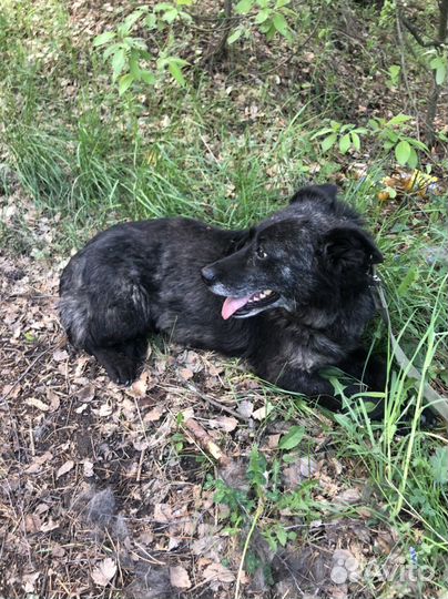 Собаки бесплатно в добрые руки