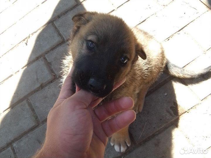 Отдам в добрые руки