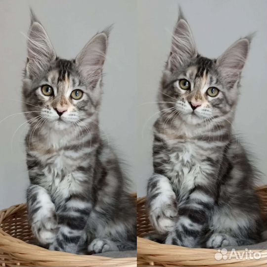 Котята мейн-кун