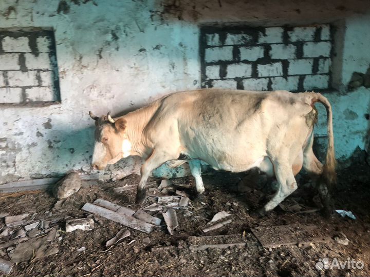 Корова с теленком