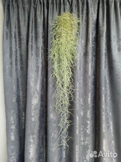 Тилландсия