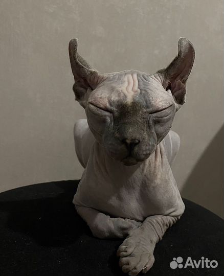 Кошка сфинкс эльф