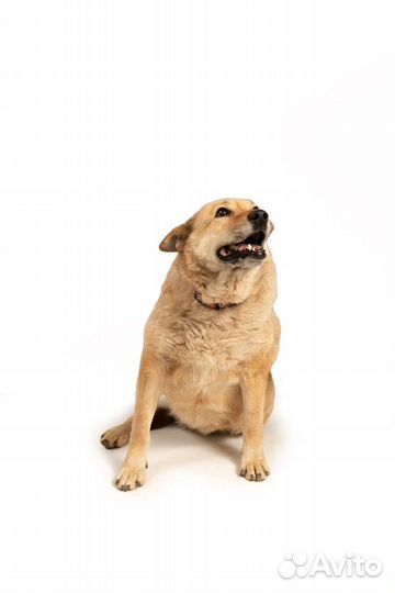 Небольшая собака в добрые руки