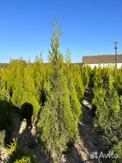 Туи Смарагд оптом самовывоз