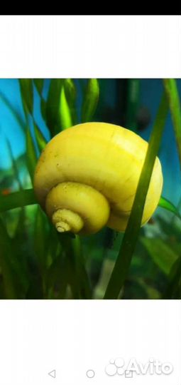 Улитки аквариумные