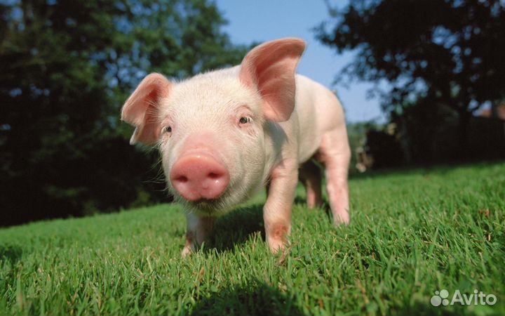 Лечение. Стерилизация и кастрация кошек и собак