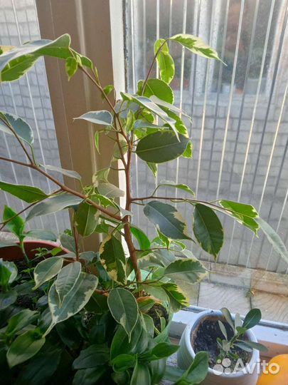 Алоэ домашние цветы